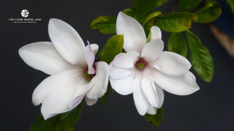 Hoa mộc lan trắng