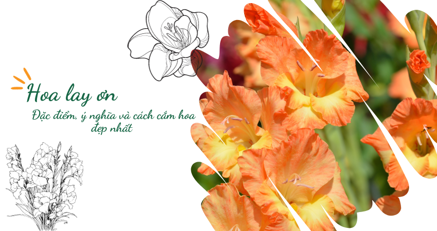 Hoa lay ơn: Đặc điểm, ý nghĩa và cách cắm hoa đẹp nhất