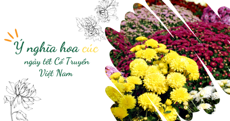 Ý nghĩa hoa cúc ngày tết Cổ Truyền Việt Nam