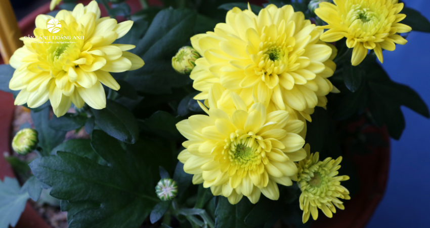 Hoa cúc mâm xôi: Vẻ đẹp đầy ý nghĩa trong ngày tết cổ truyền